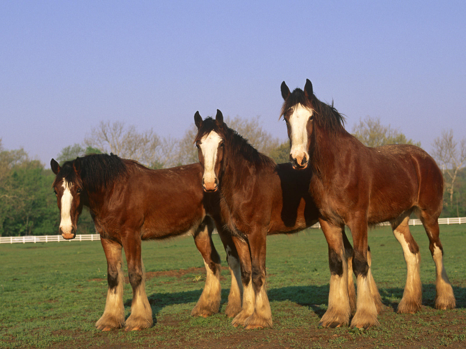 Clydesdale Horse Wallpaper Image Amp Pictures Becuo