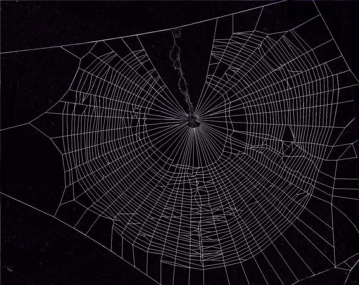 Spider Web Wallpaper Image