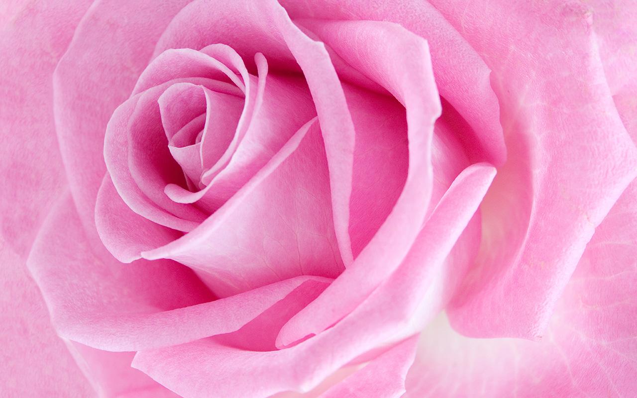 Pink Rose Live Wallpaper Android Apps On Google Play