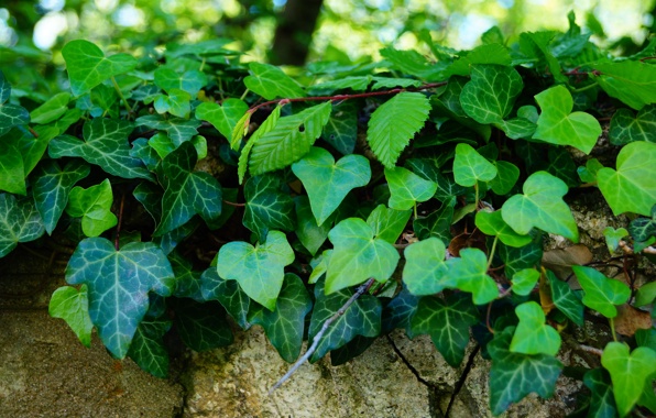 Leaves Ivy Green Spring Stone Wallpaper Photos Pictures
