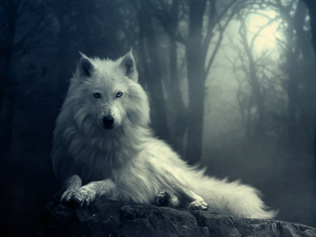 Wolf  White Wolf Wallpaper Download  MobCup