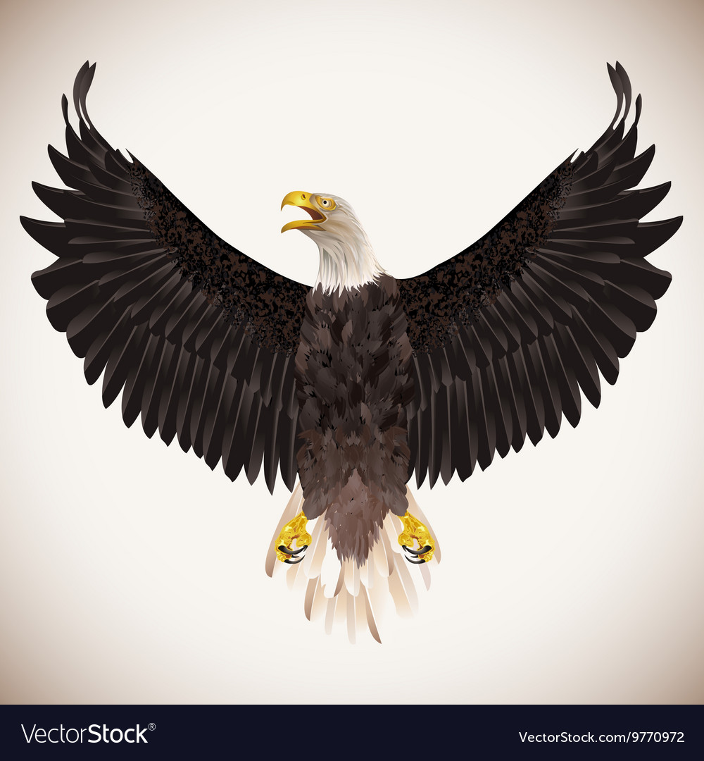 Bald Eagle Isolated On White Background Royalty Vector