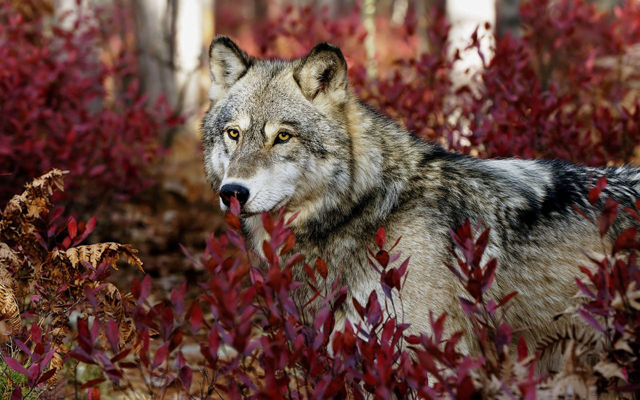 Autumn Wolf Wallpaper Animal