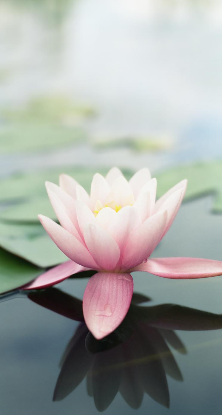 49 Lotus Flower Iphone Wallpaper On Wallpapersafari Images, Photos, Reviews
