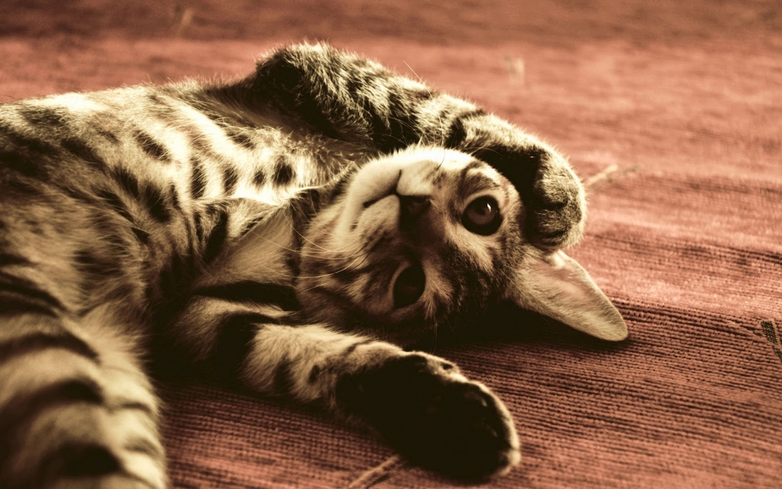 Cutest Cat Ever HD Wallpaper The Database