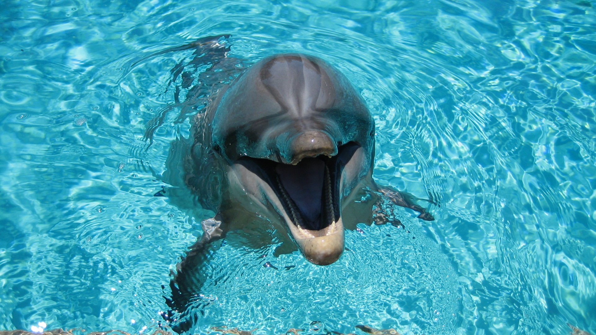 Wallpaper Dolphin Smiling Water Pool Full HD 1080p
