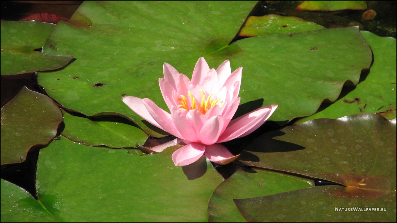 Wallpaper Water Lily Background