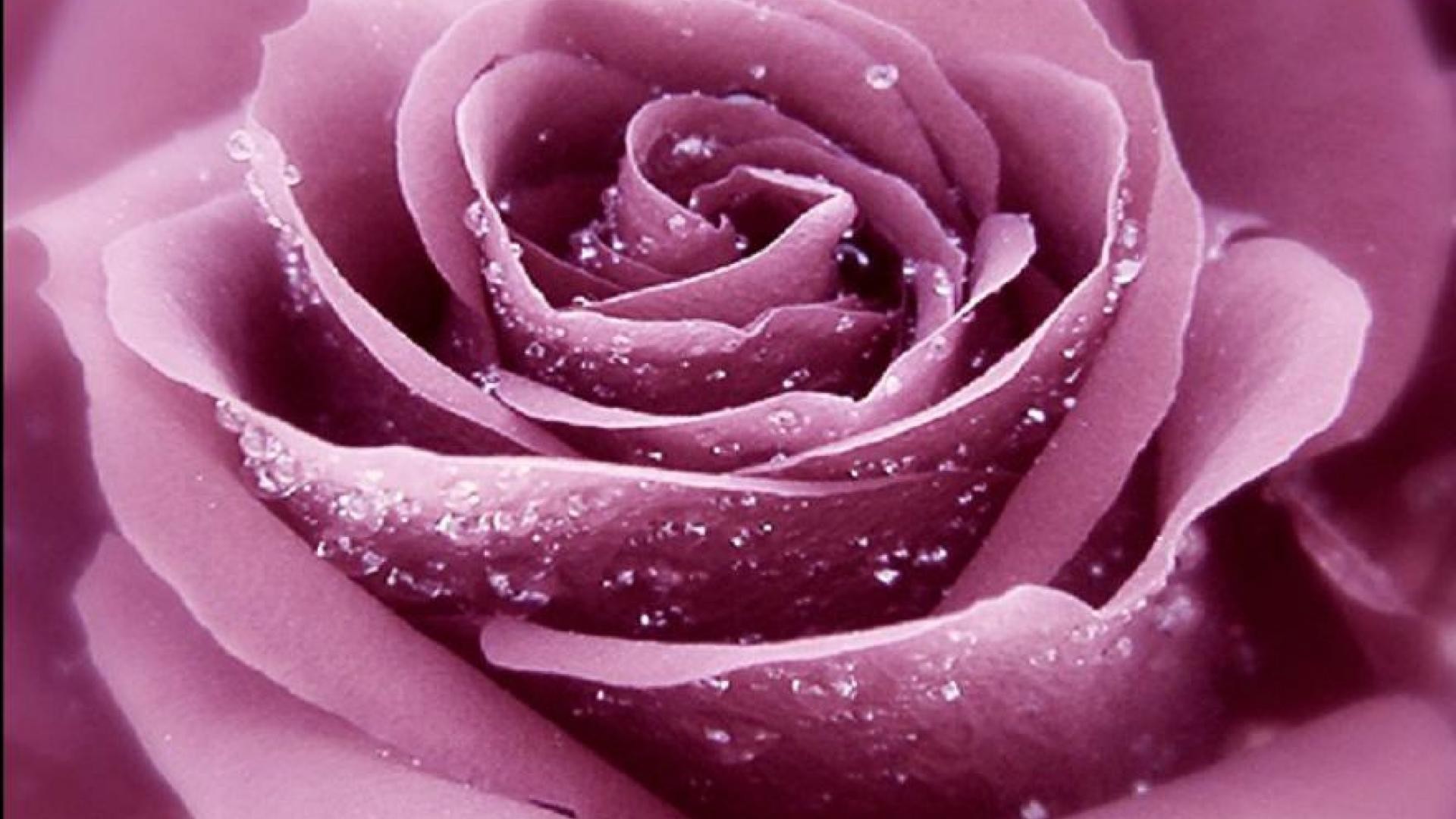 Close-up of a vibrant purple rose with glistening dewdrops, showcasing its delicate petals and rich color