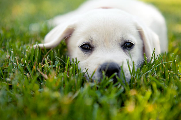 Choose A Puppy Who S Right For You Wallpaper