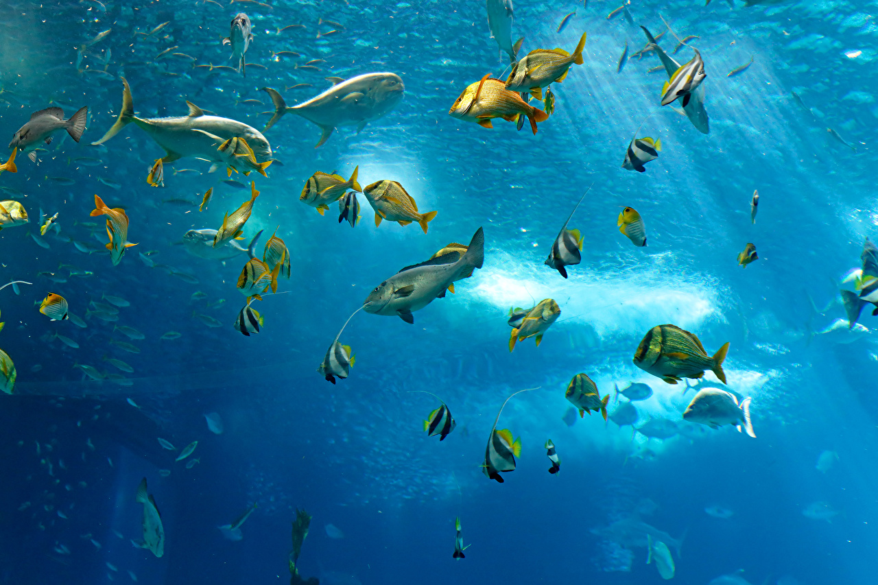 Image Fish Underwater world Water Animals