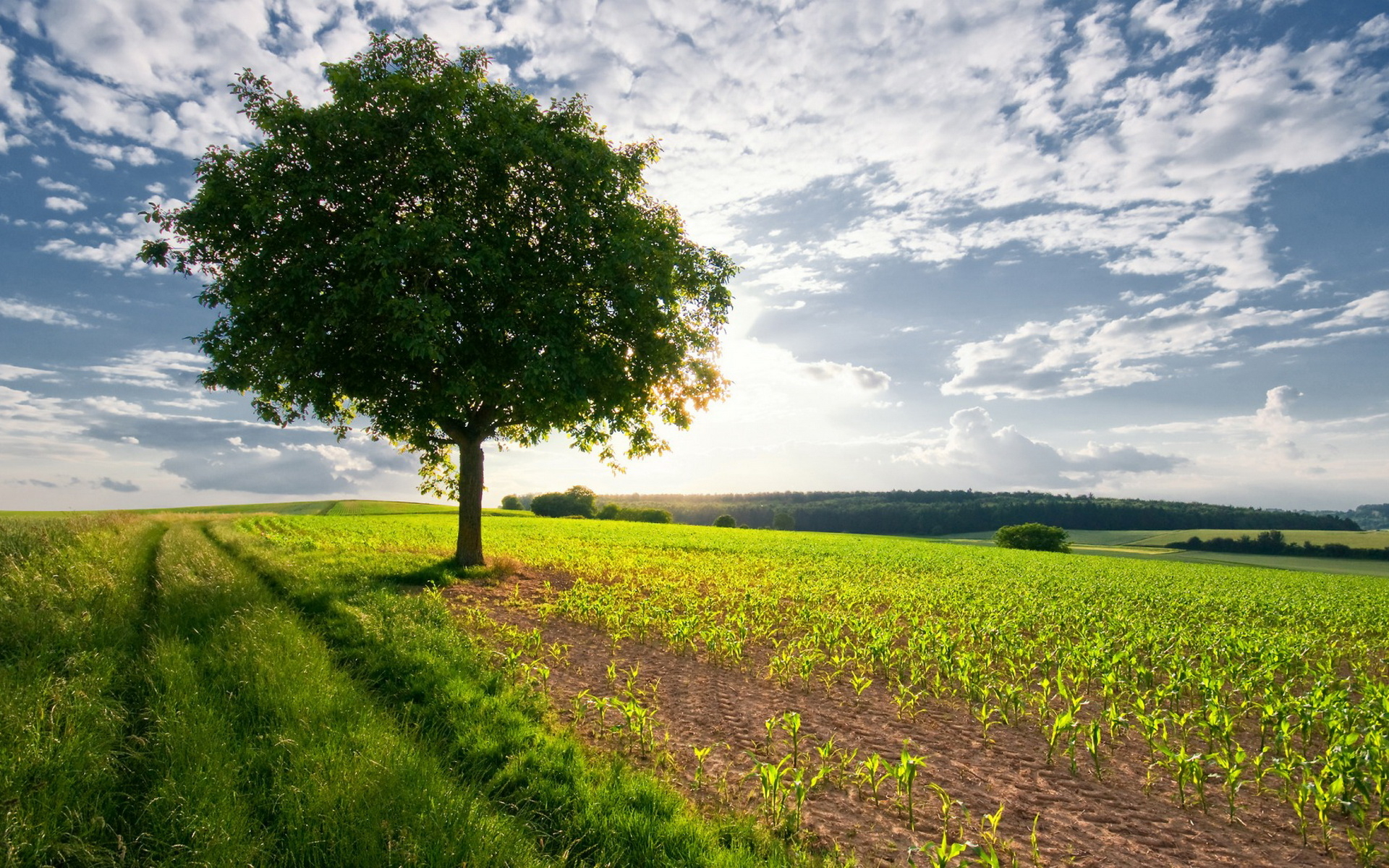 Tree In Field Wallpaper And Image Pictures Photos