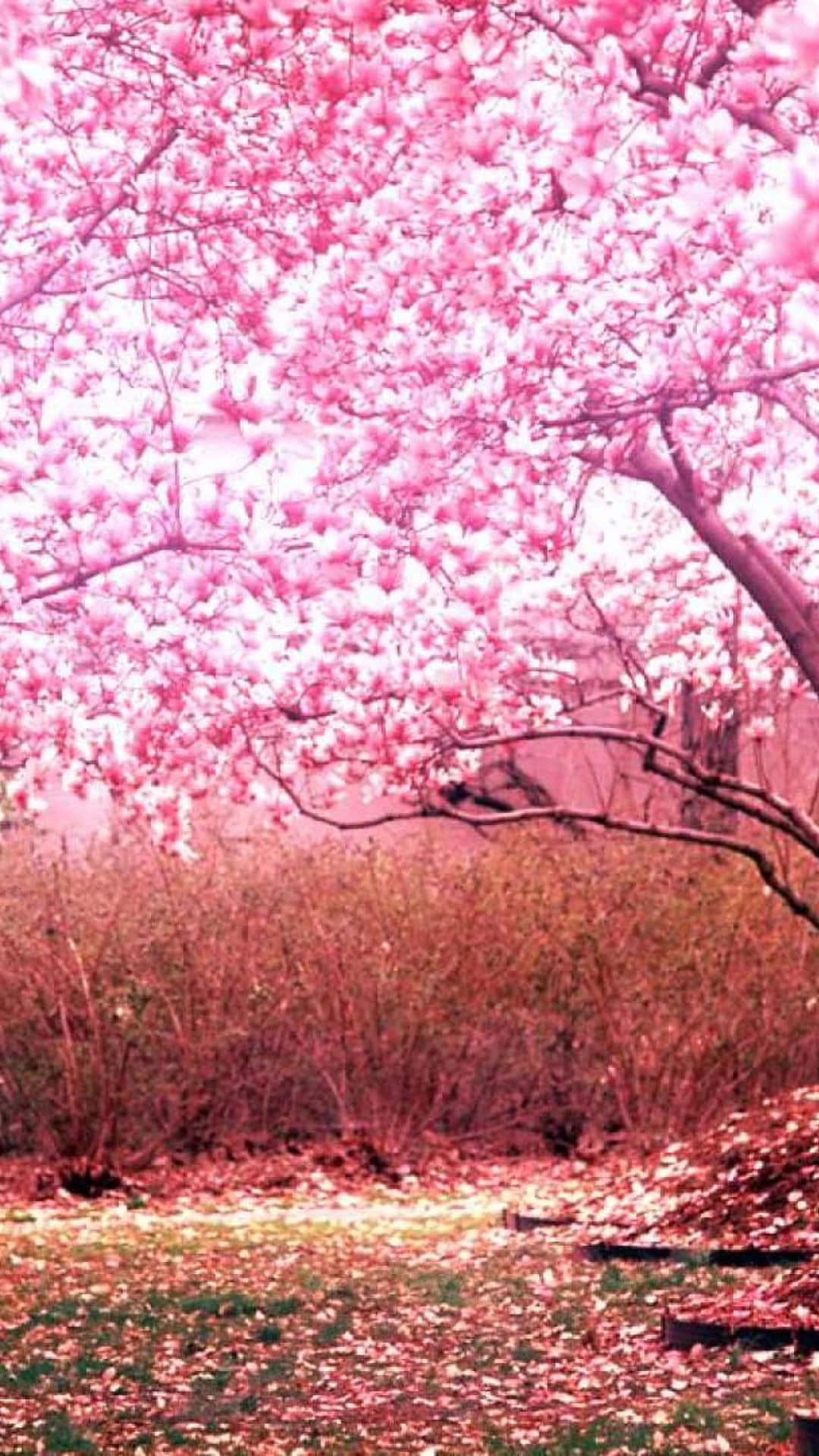 Pink Cherry Blossom Wallpaper