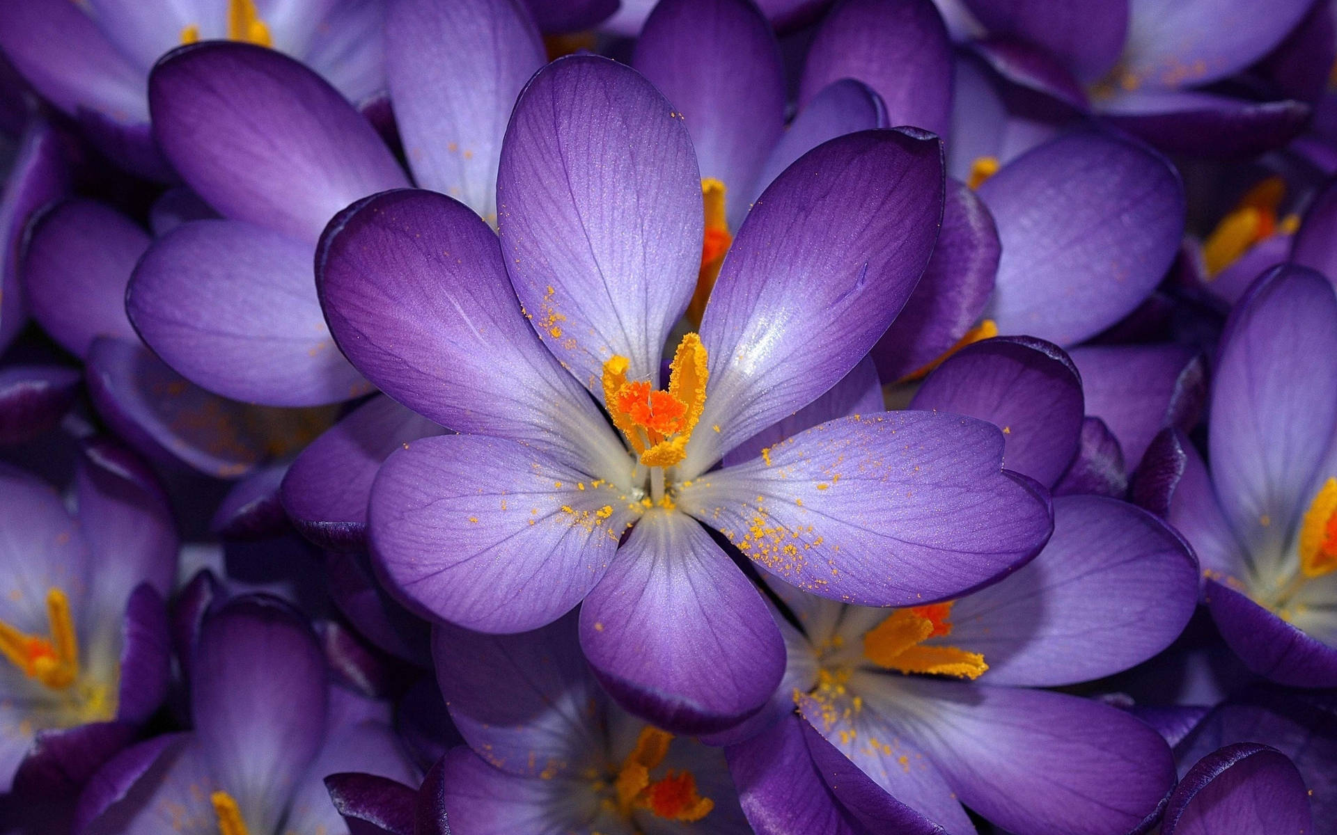 Purple Flower Desktop Wallpaper