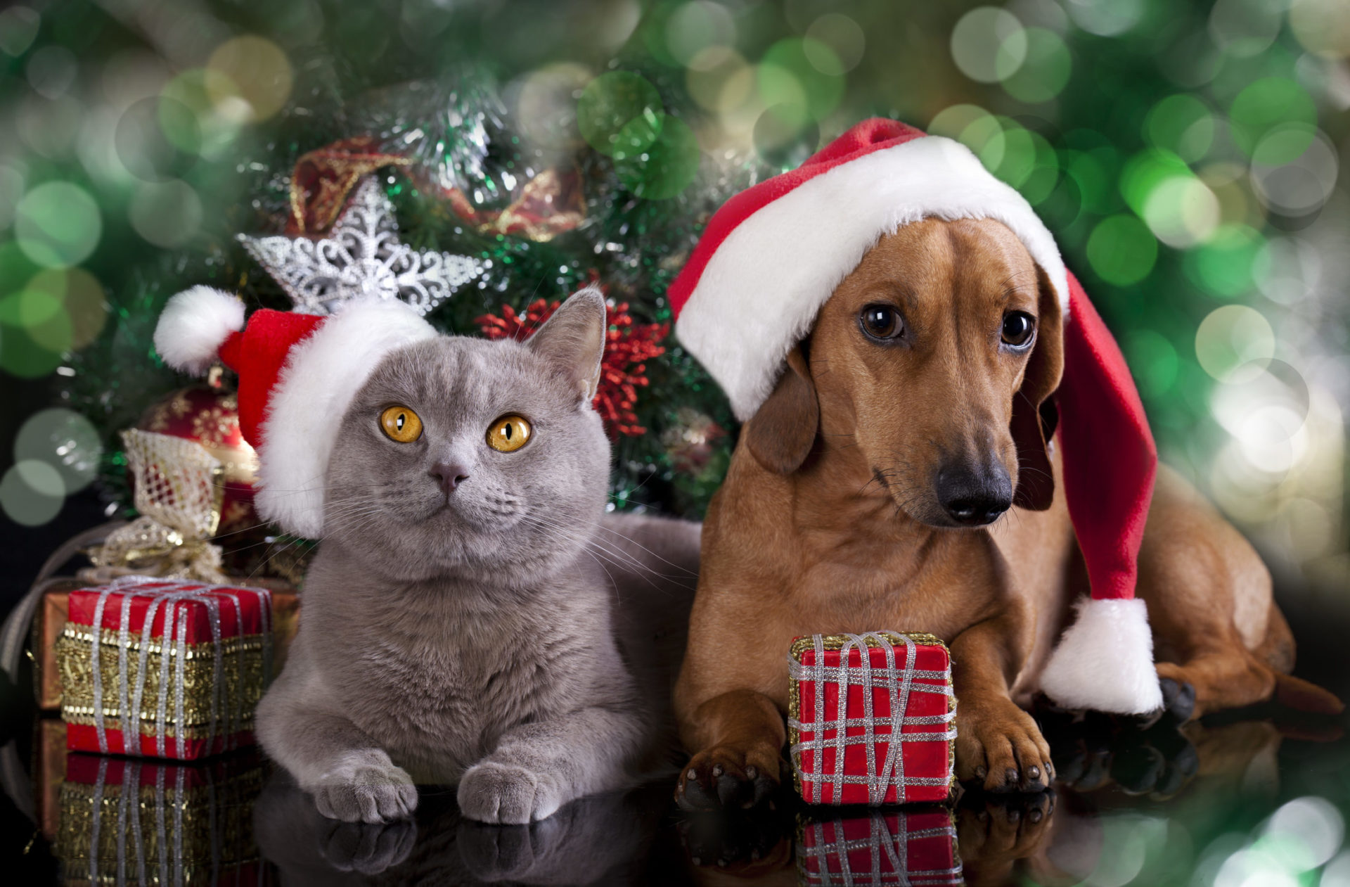 Christmas Cats Dogs HD Wallpapers New Tab Theme   GoodTimes