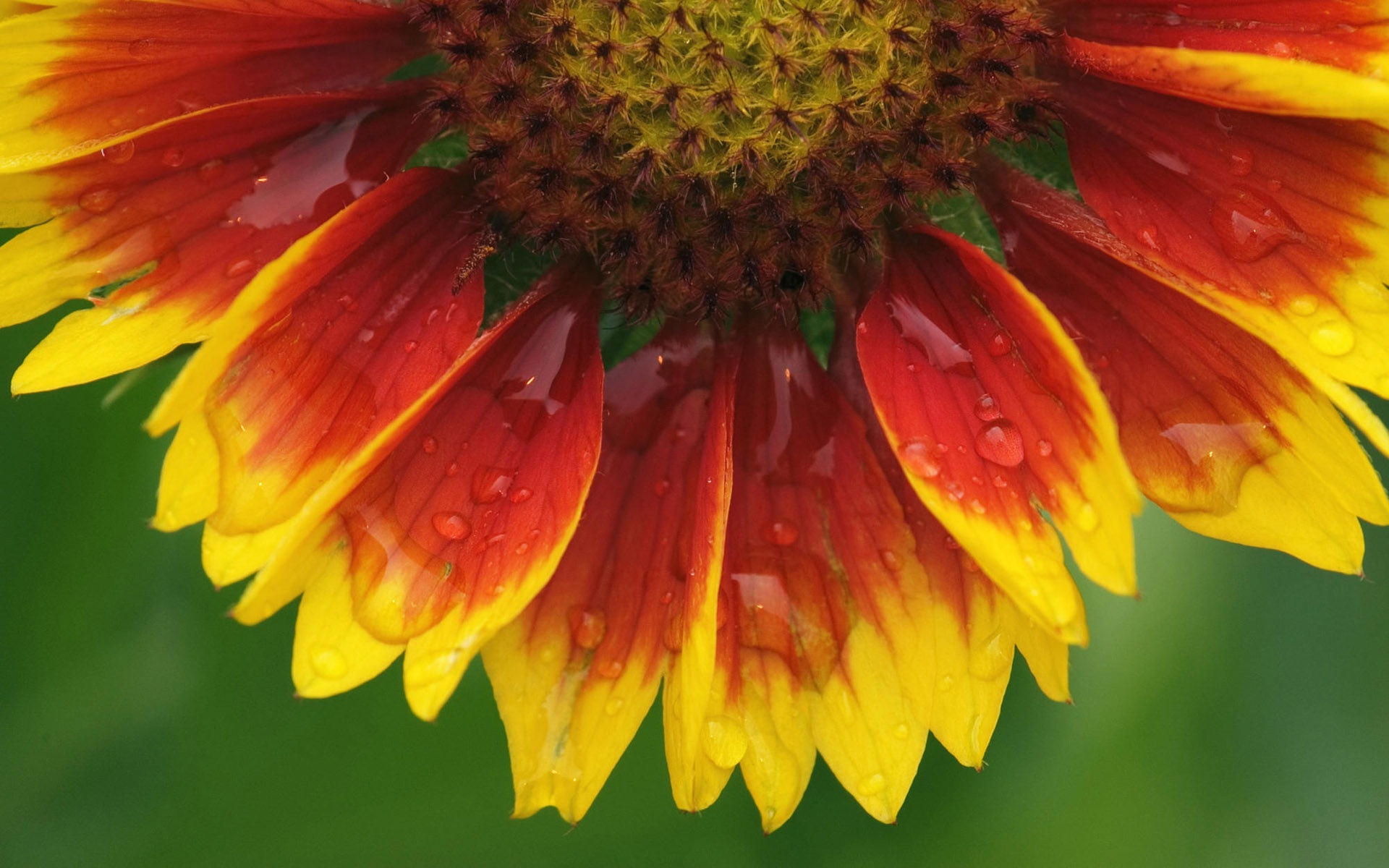 Wallpaper HD Widescreen Sunflower Flower Macro Close Up