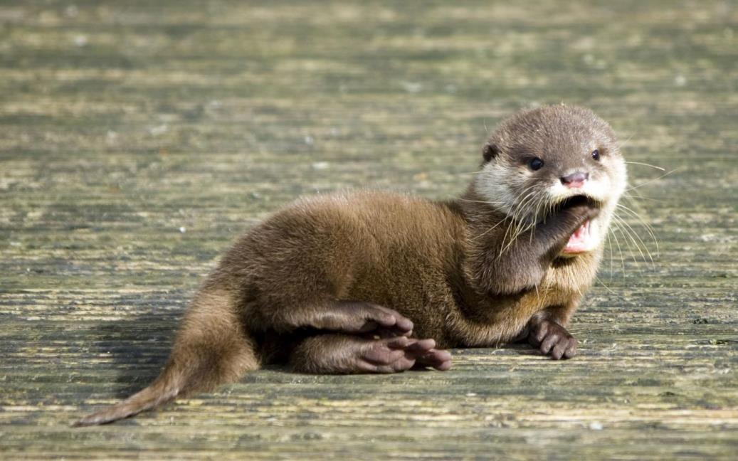 Cute Otters Wallpaper Squee