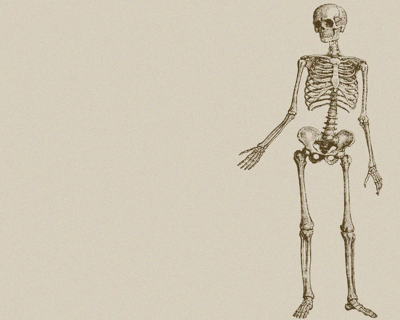 Human And Chimpanzee Skeleton Wallpaper Teahub Io