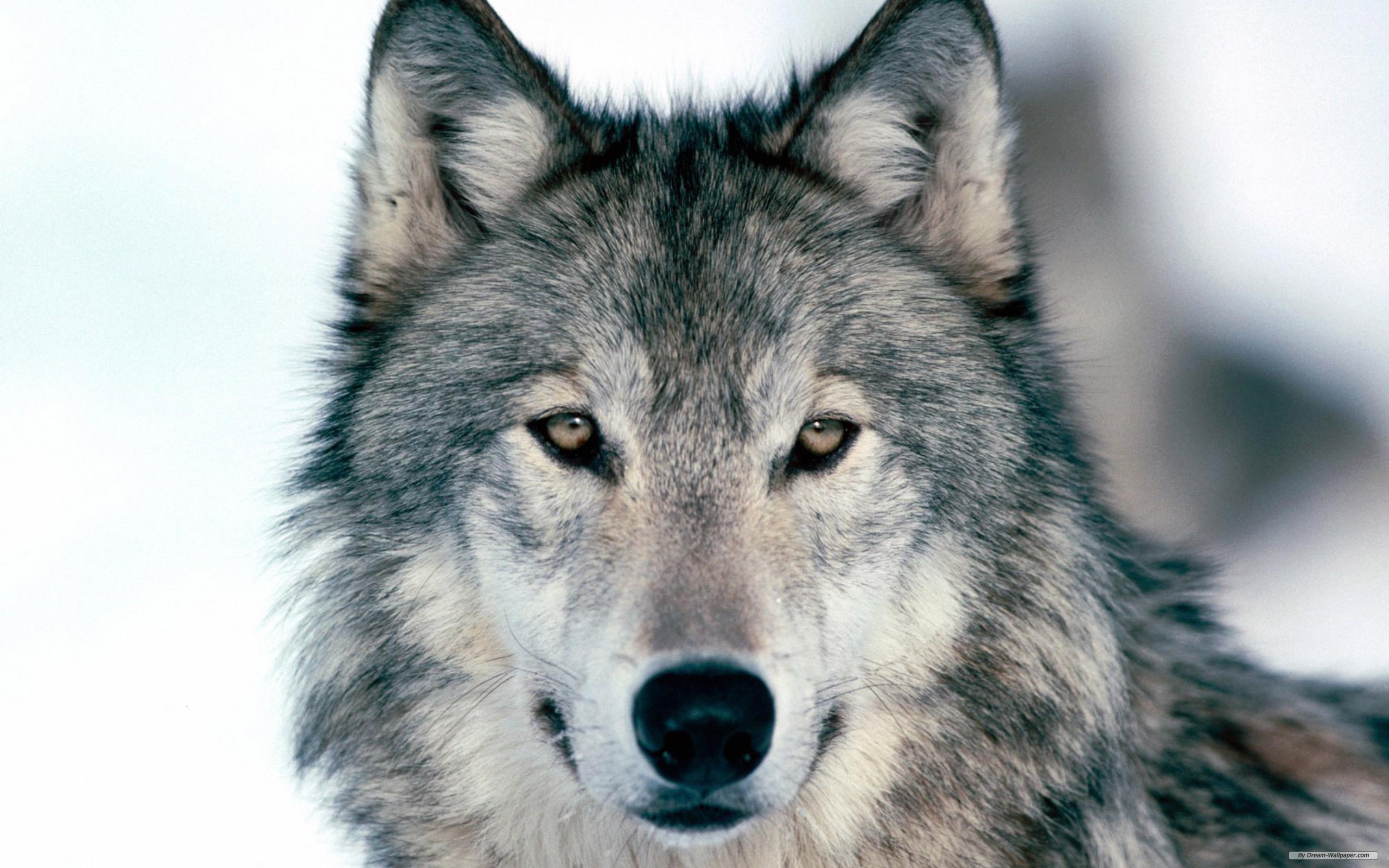 Wallpaper Wolf Wolves