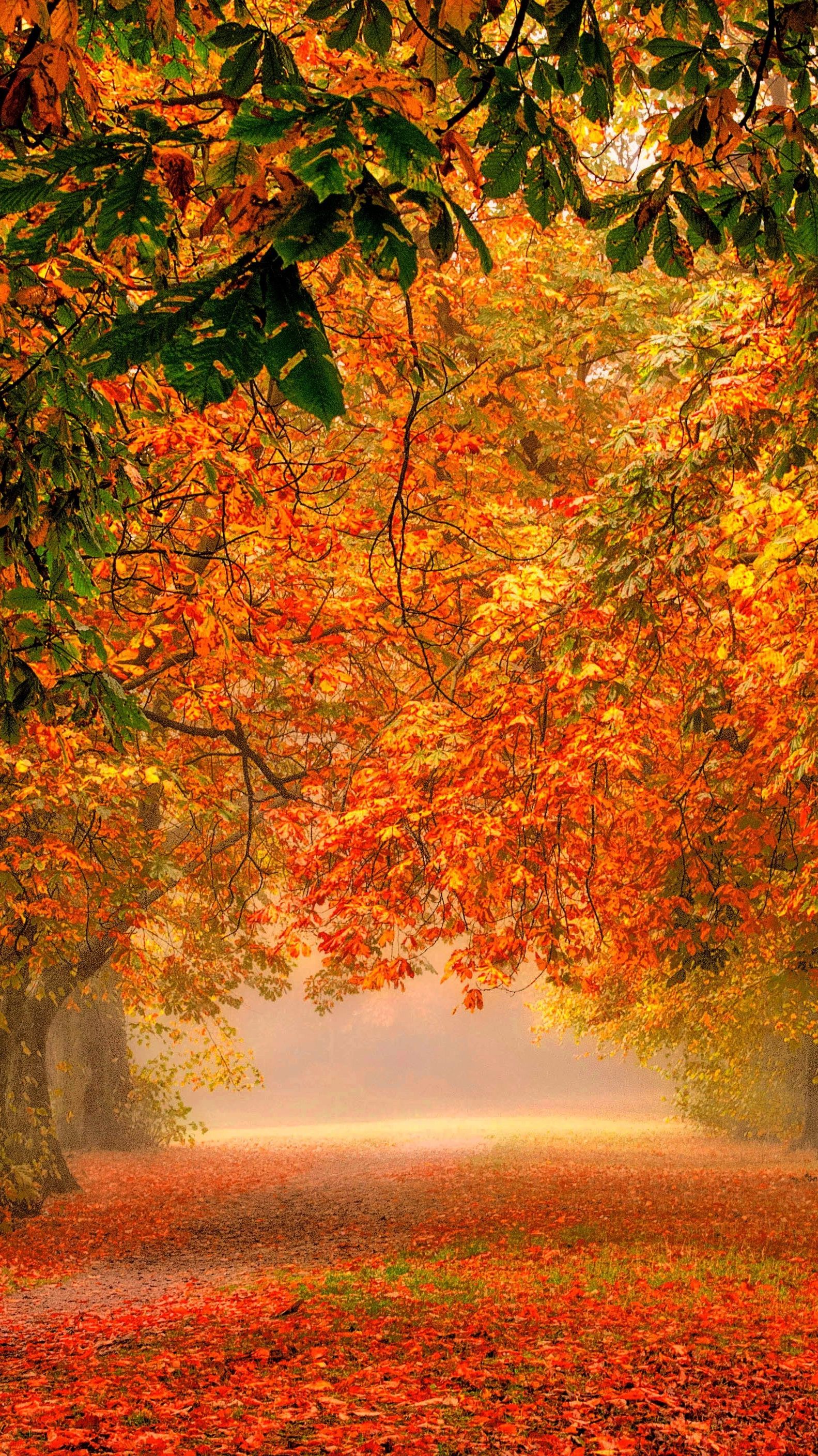 4e5f77367f7e8fa1ae0ed6fa35e1ff19 Wallpaper