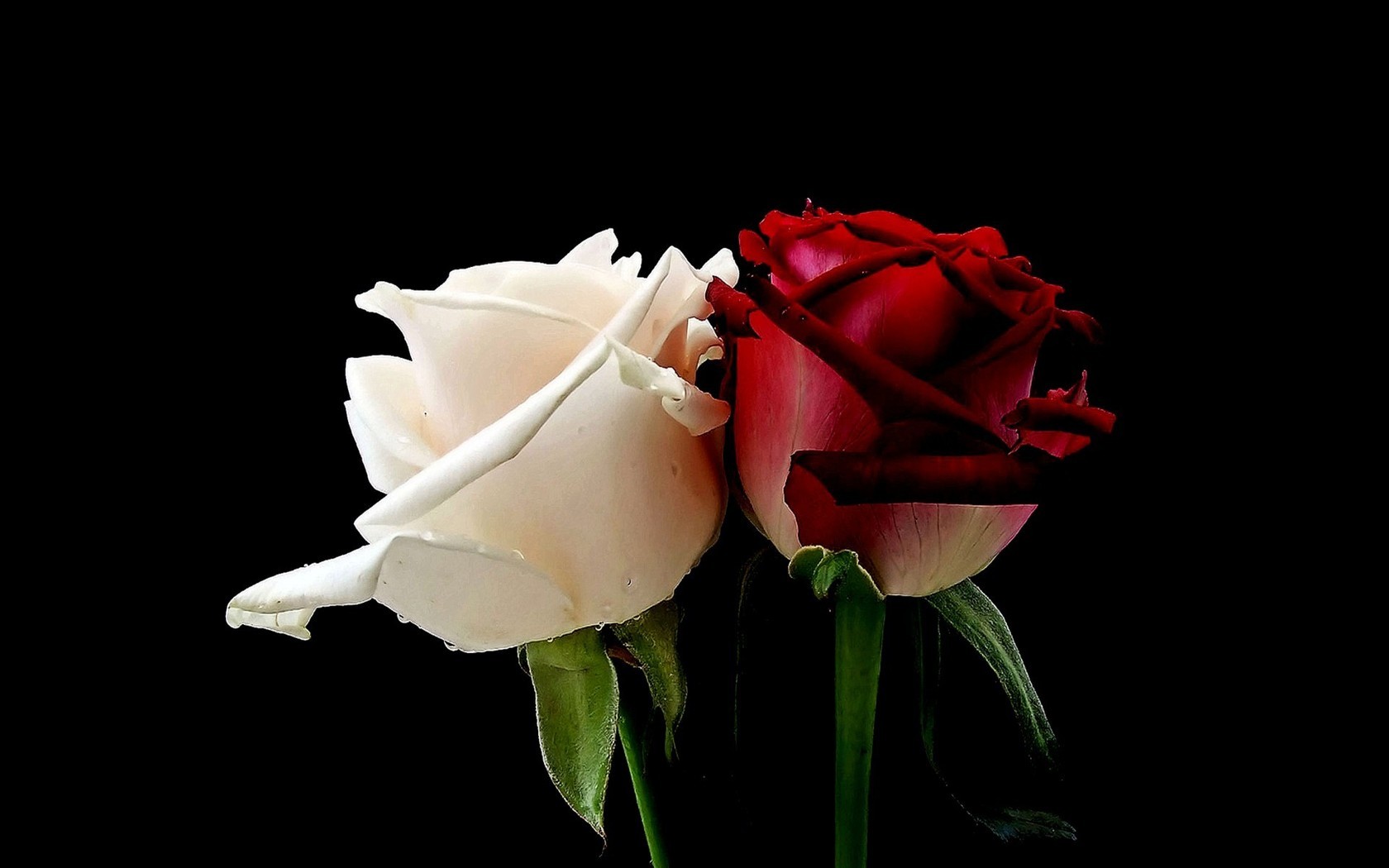 HD Red Rose Wallpaper - WallpaperSafari