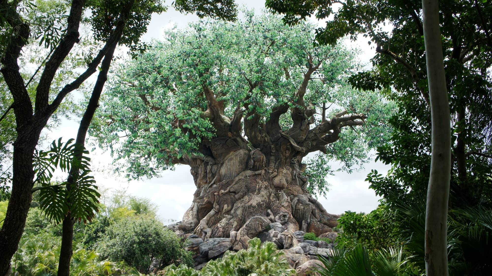 Disney World Animal Kingdom Tree Of Life Wallpaper