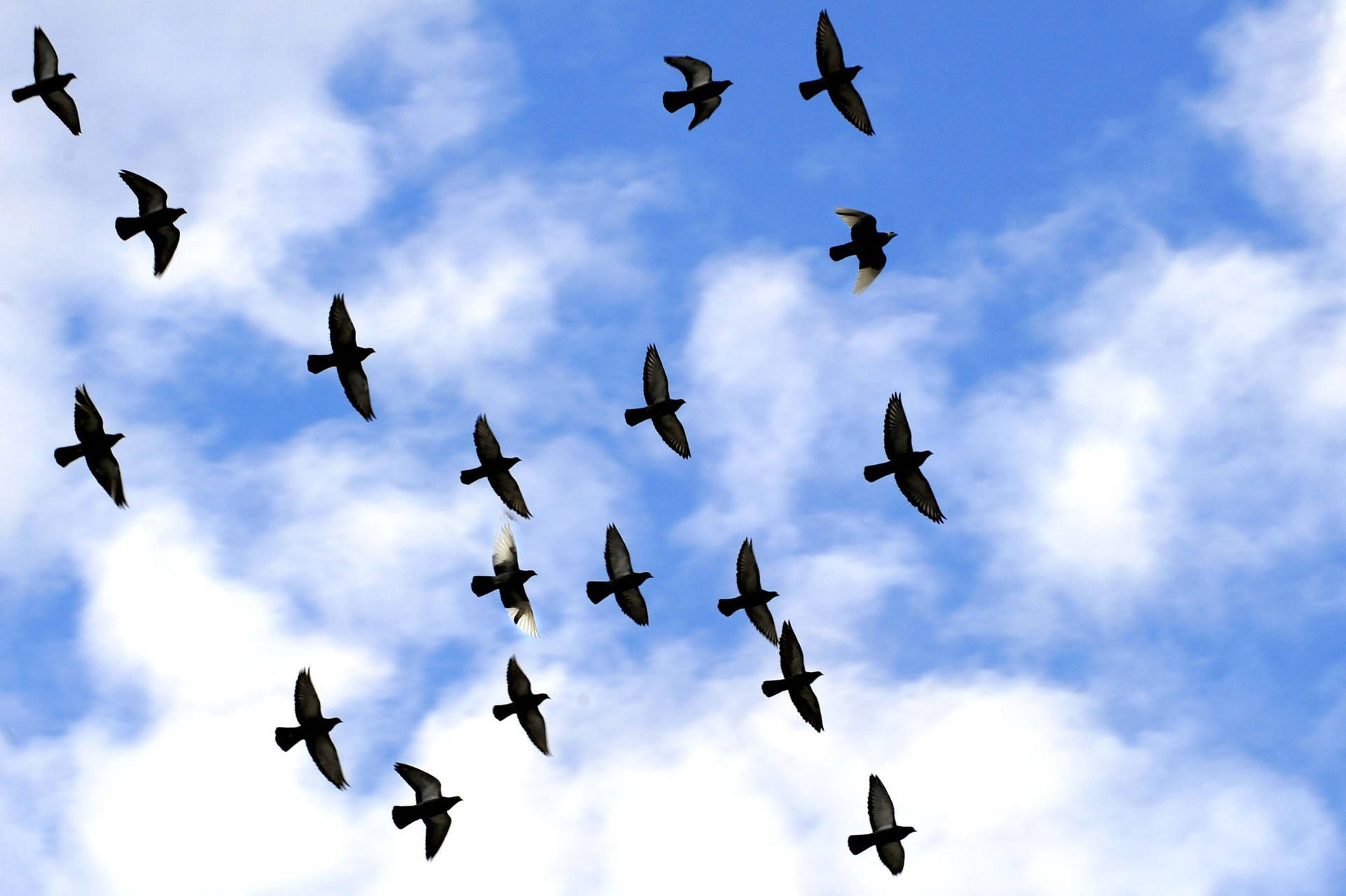 Birds Flying Wallpaper