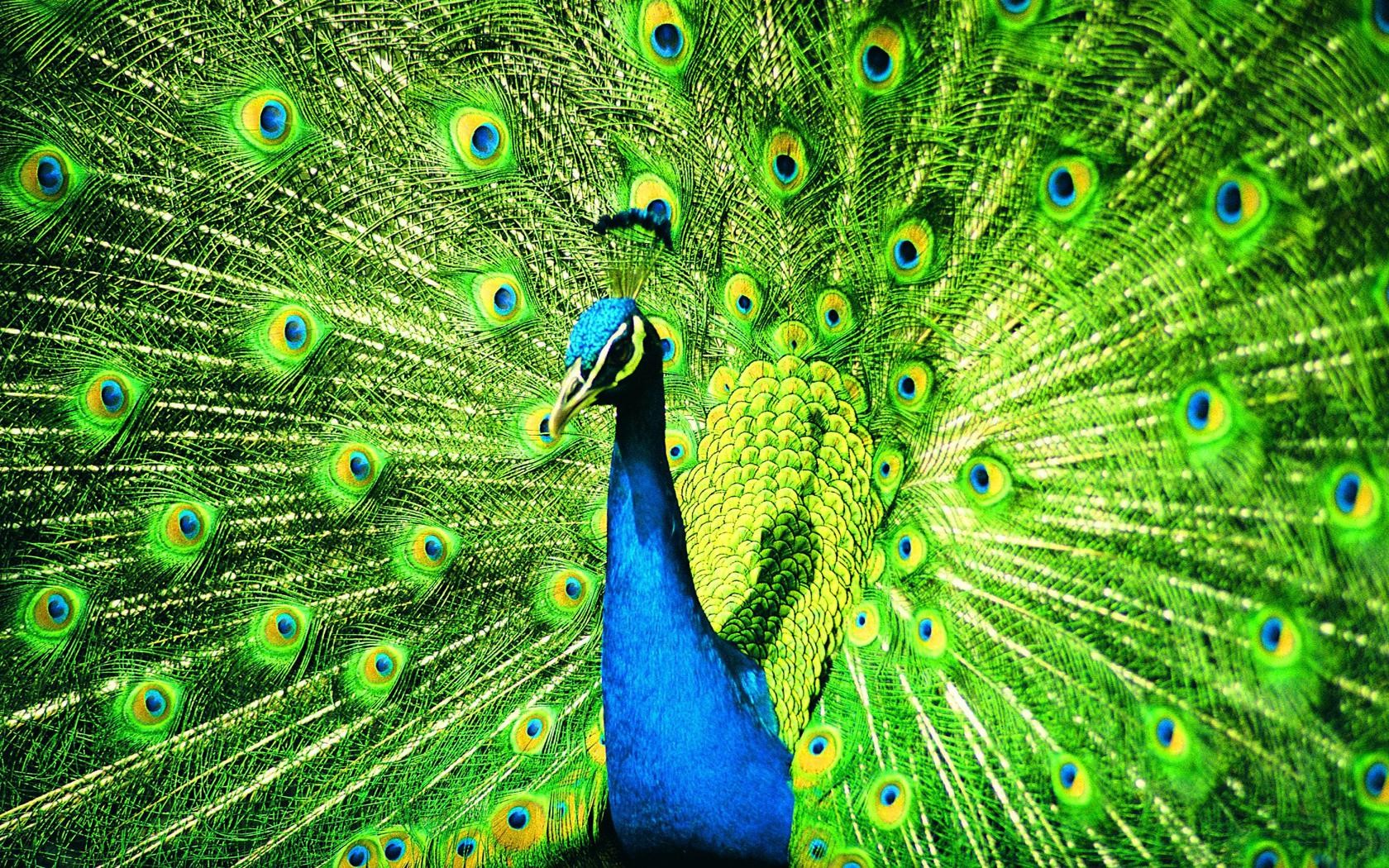 Wallpaper Green Peacock Feather Bird Feathers