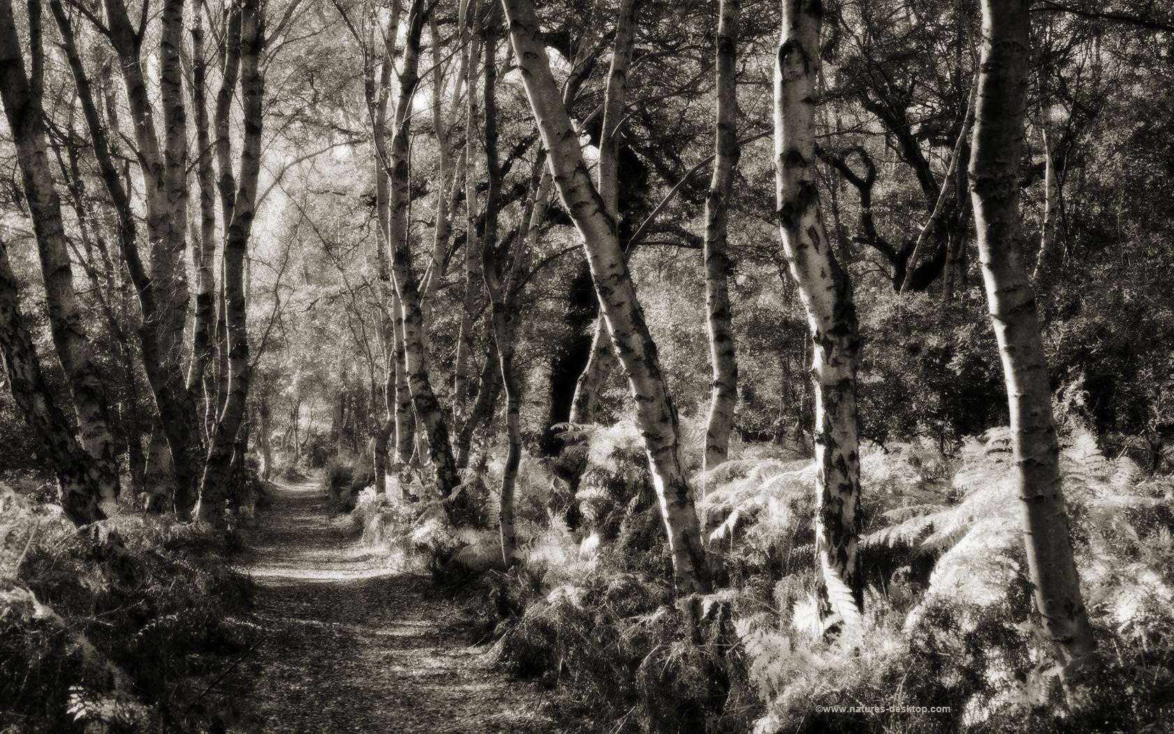 desktop wallpaper picture of a woodland path lined with silver birch 1680x1050