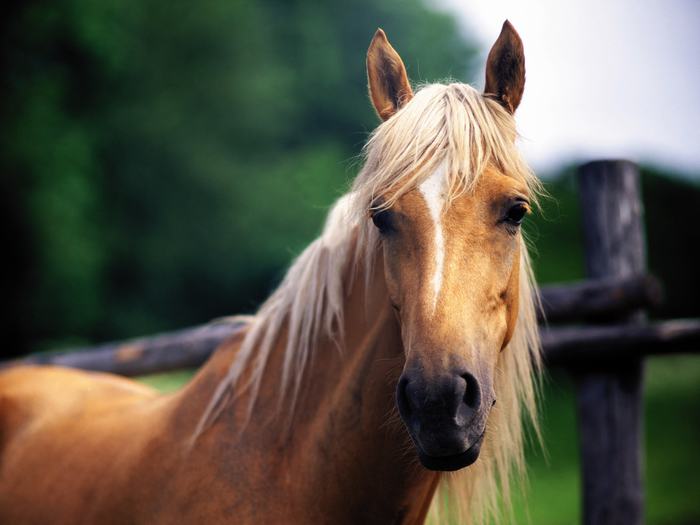 Horse With Long Hair Wallaper Picture