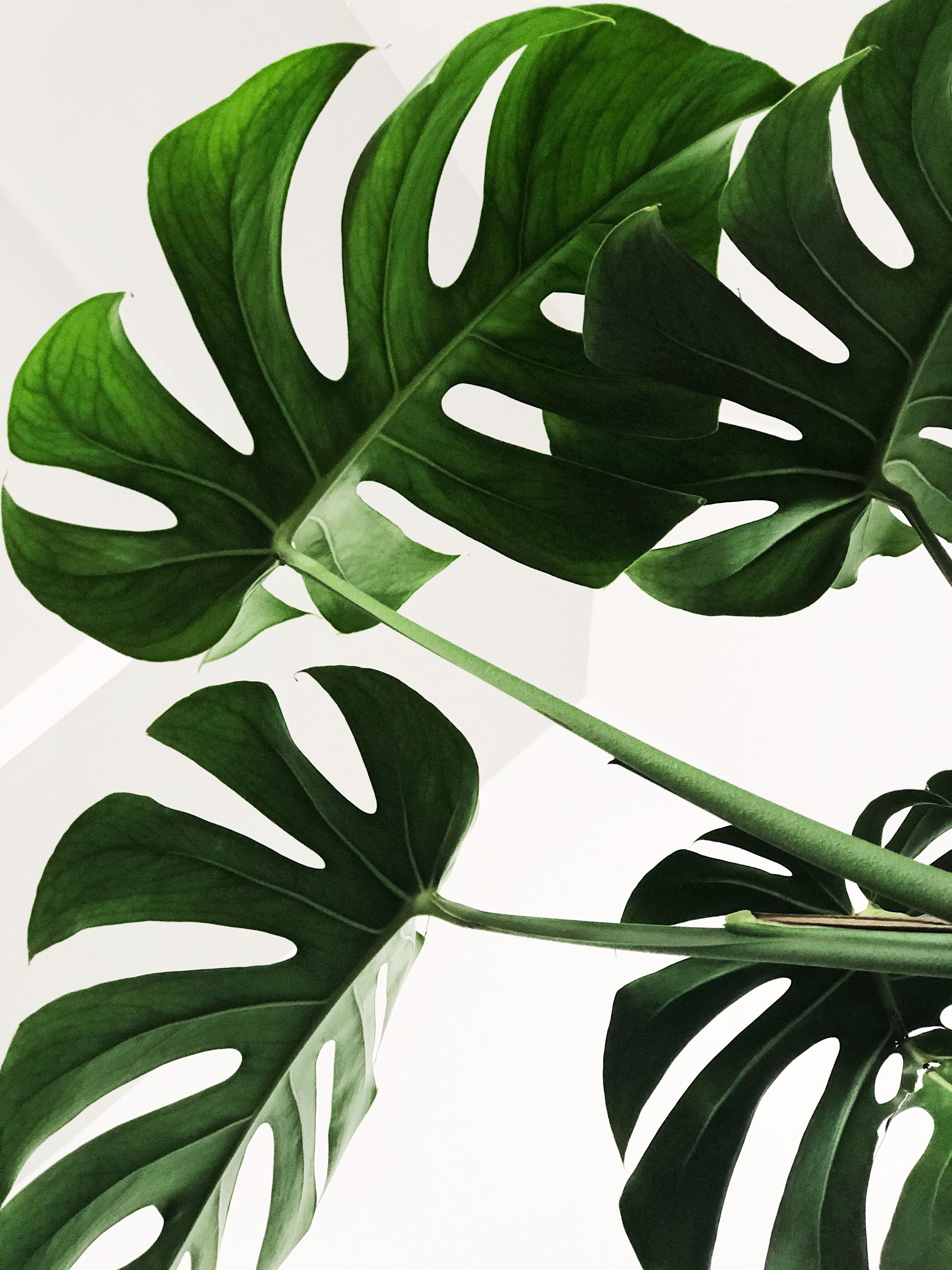 Minimalist Plant Wallpaper On