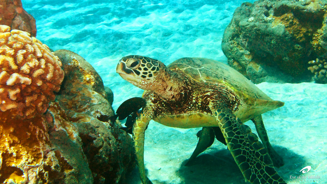 Hawaiian Green Sea Turtle Eyeoftheislands