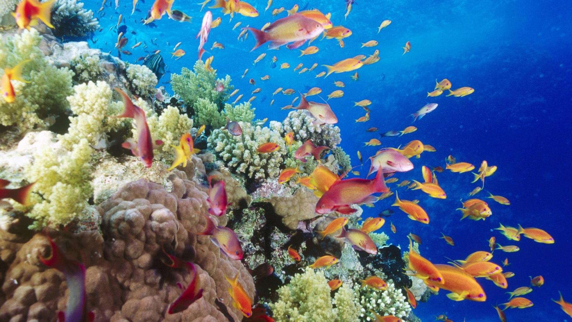 Fish Underwater HD Wallpaper And Stock Photo