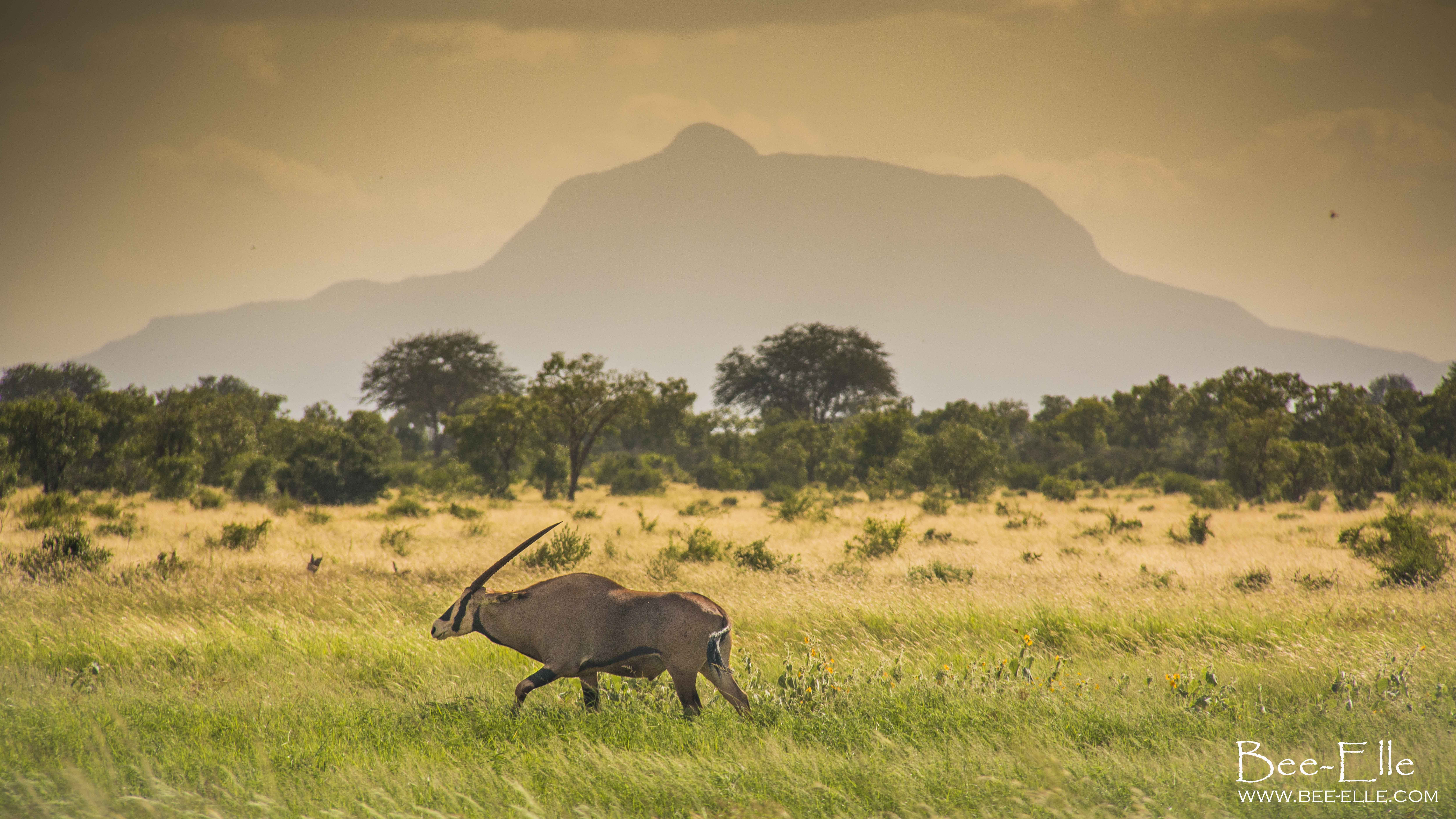 An Oryx Moves Through The Plains Of Kenya Oc X iPad