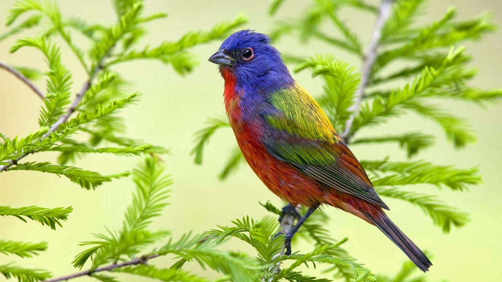 A vibrant Painted Bunting perched on a branch