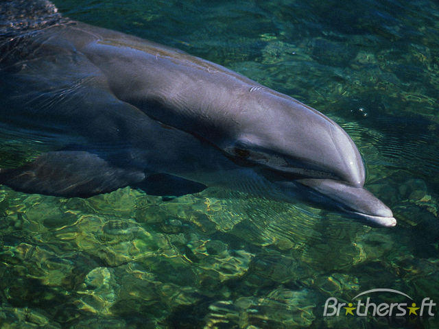 Dolphins Screensaver Smart
