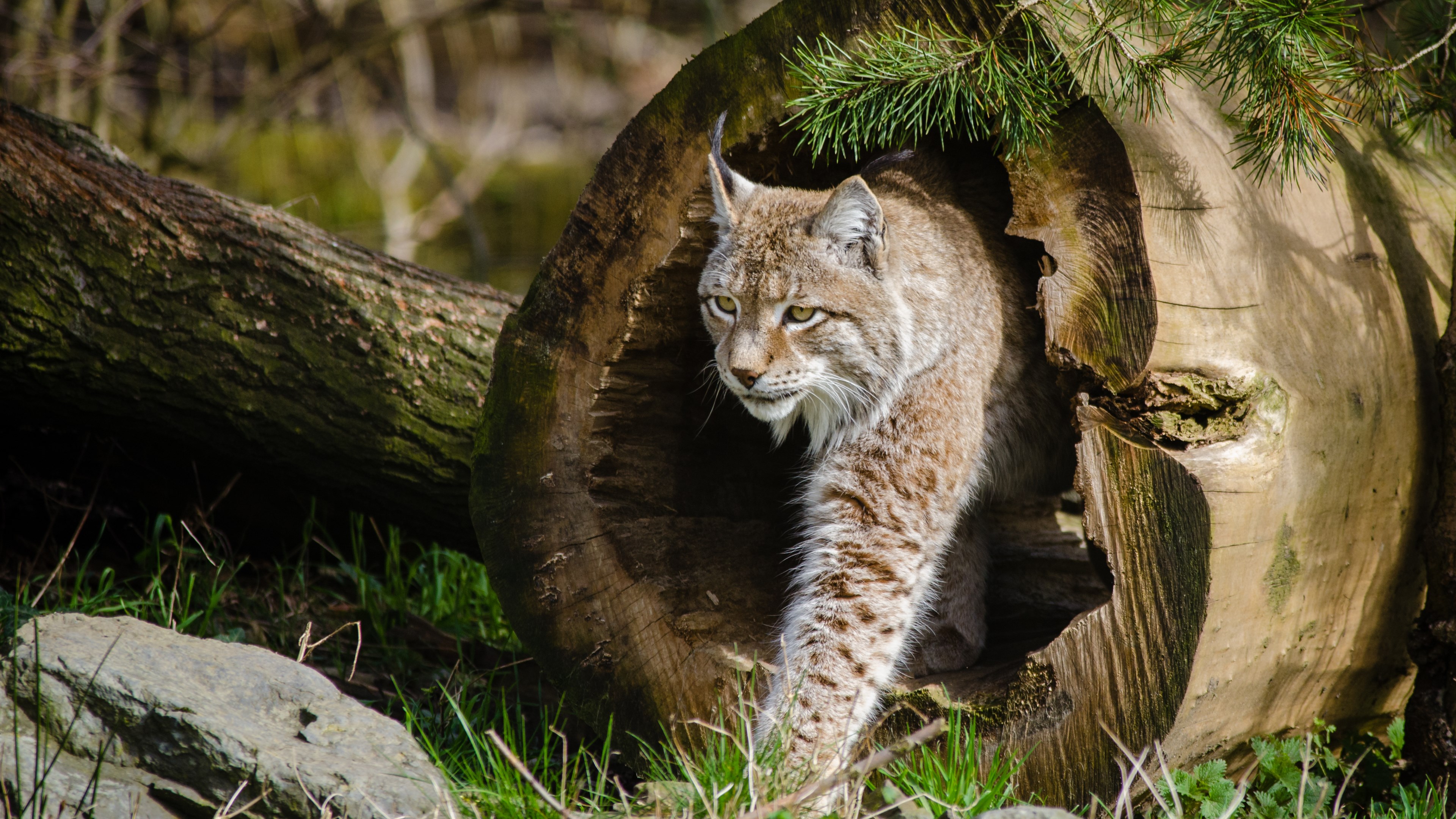Wild Cats The Lynx HD Wallpaper 4k