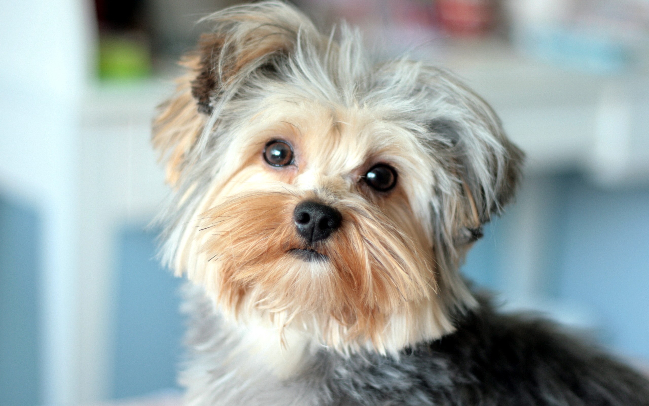 Dog Yorkshire Terrier Wallpaper And Image Pictures