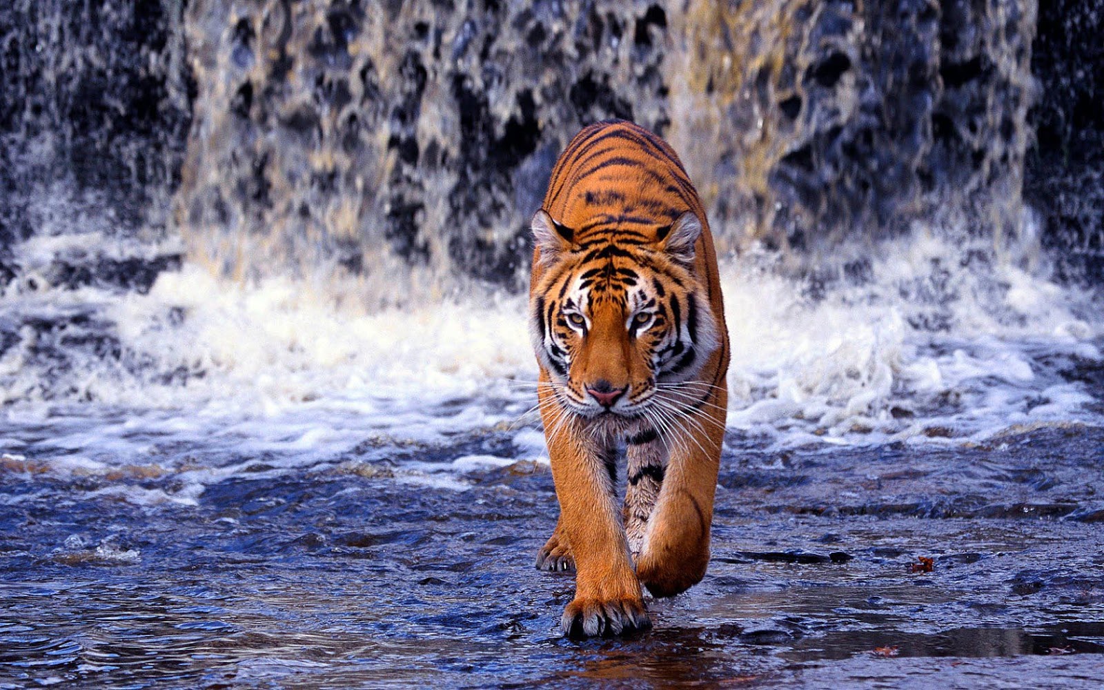 43+] Tiger in Water Wallpaper - WallpaperSafari