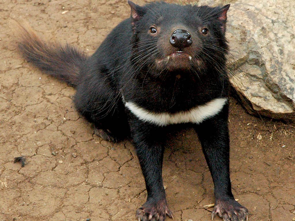 Tasmanian Devil Wallpaper Funny Animals