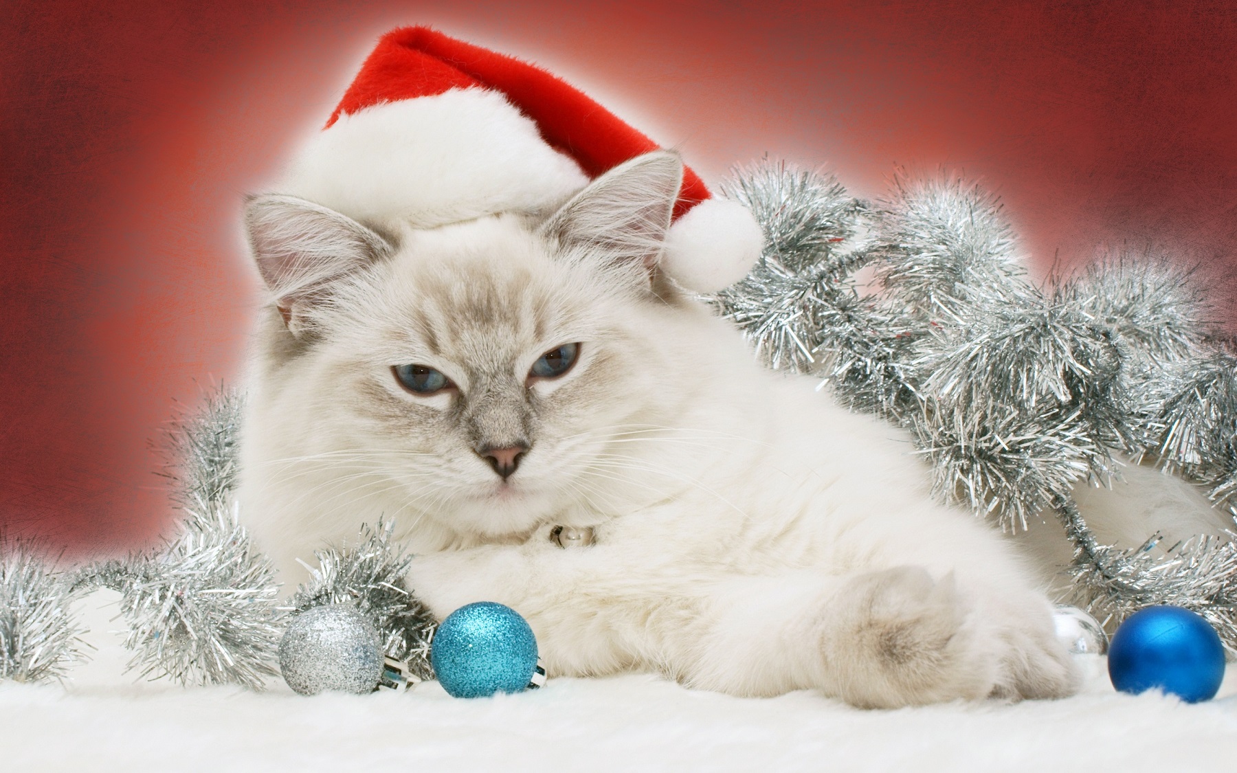 Christmas Cat   Cats Wallpaper 36711867