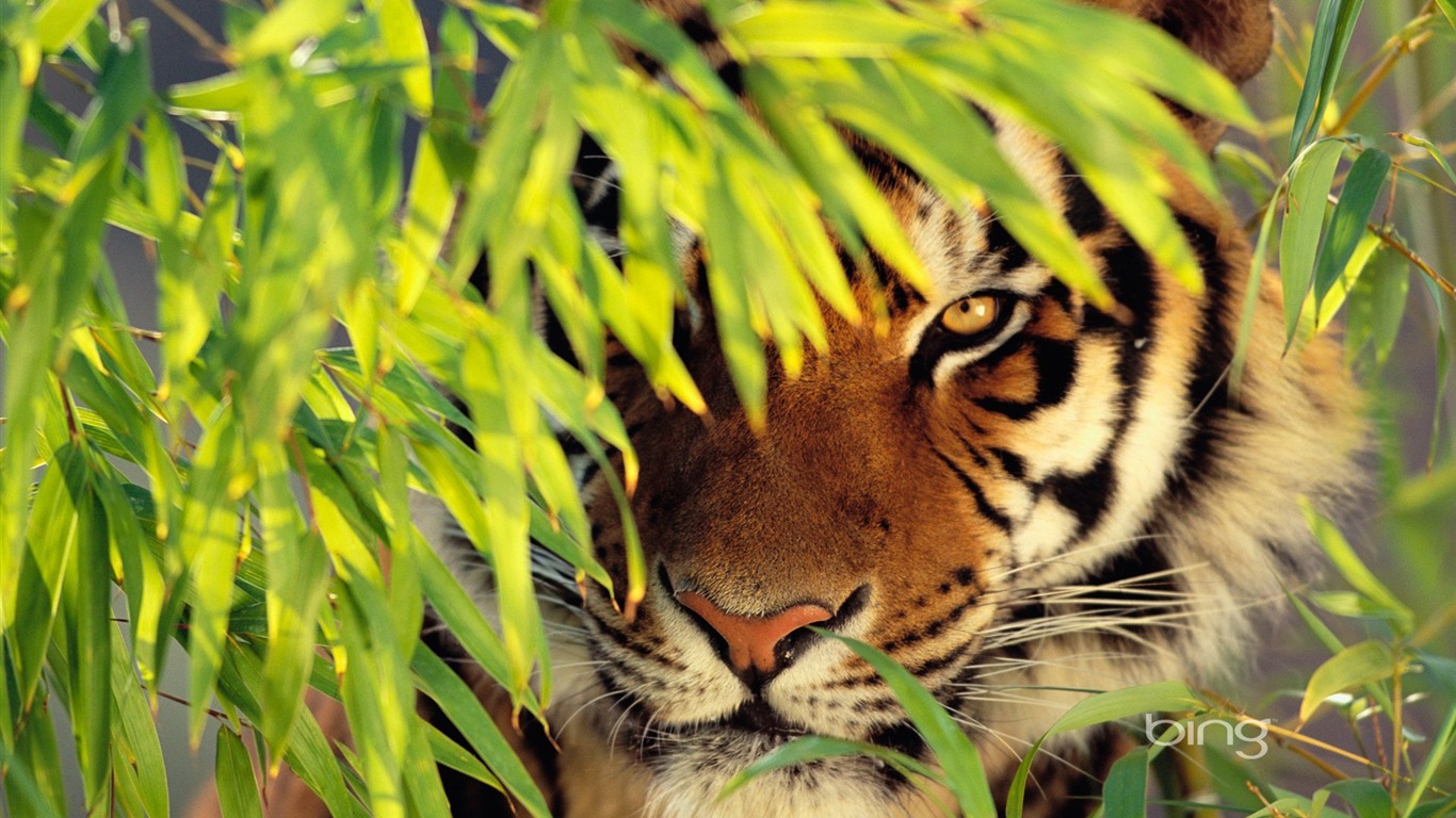 Bengal Tiger Wallpaper Wallpaper Desktop