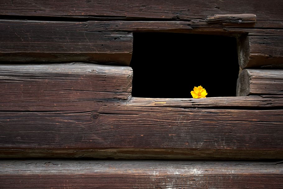 HD Wallpaper Flower Yellow Window Autumn Arrangement Wood