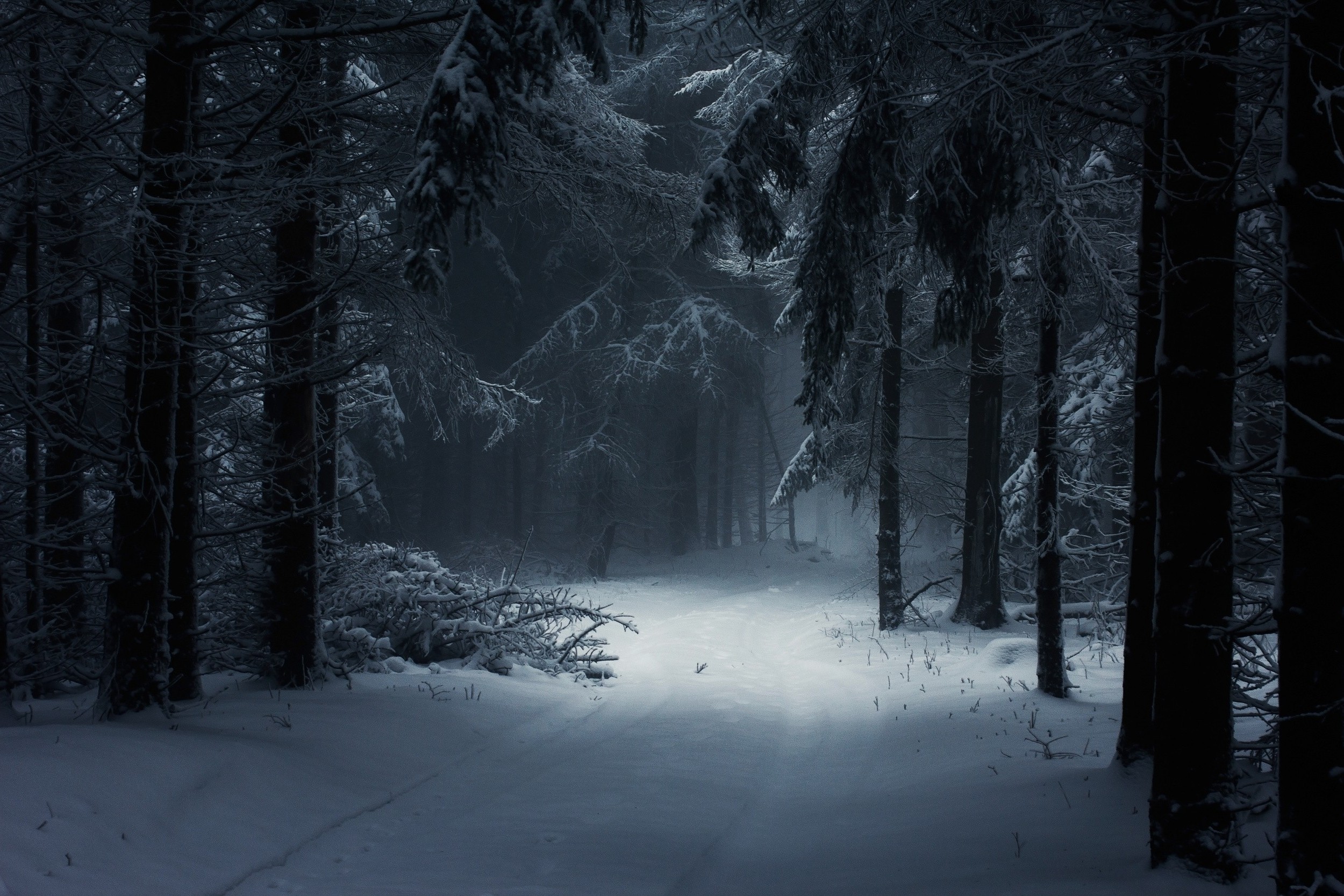 Winter Forest Wallpaper