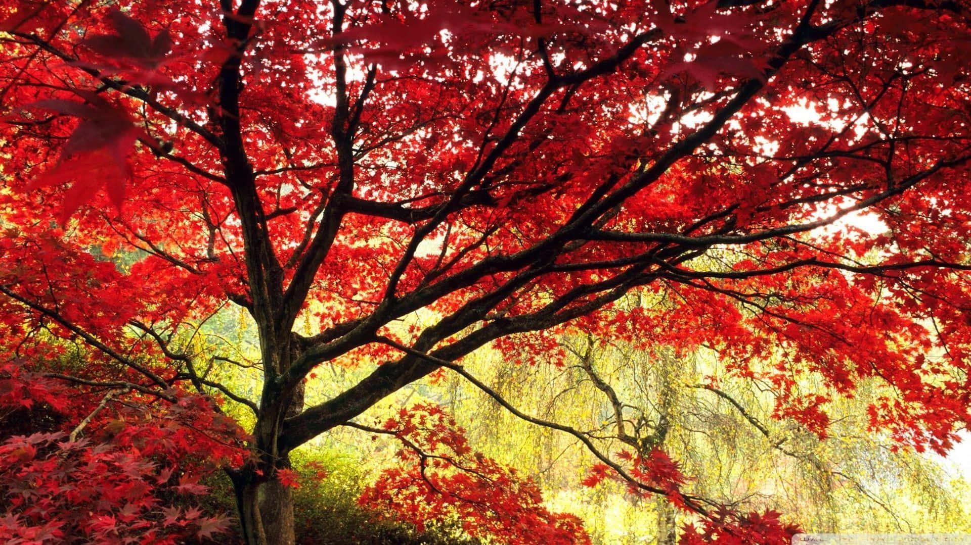 A Cool Japanese Tree Of Maple Wallpaper