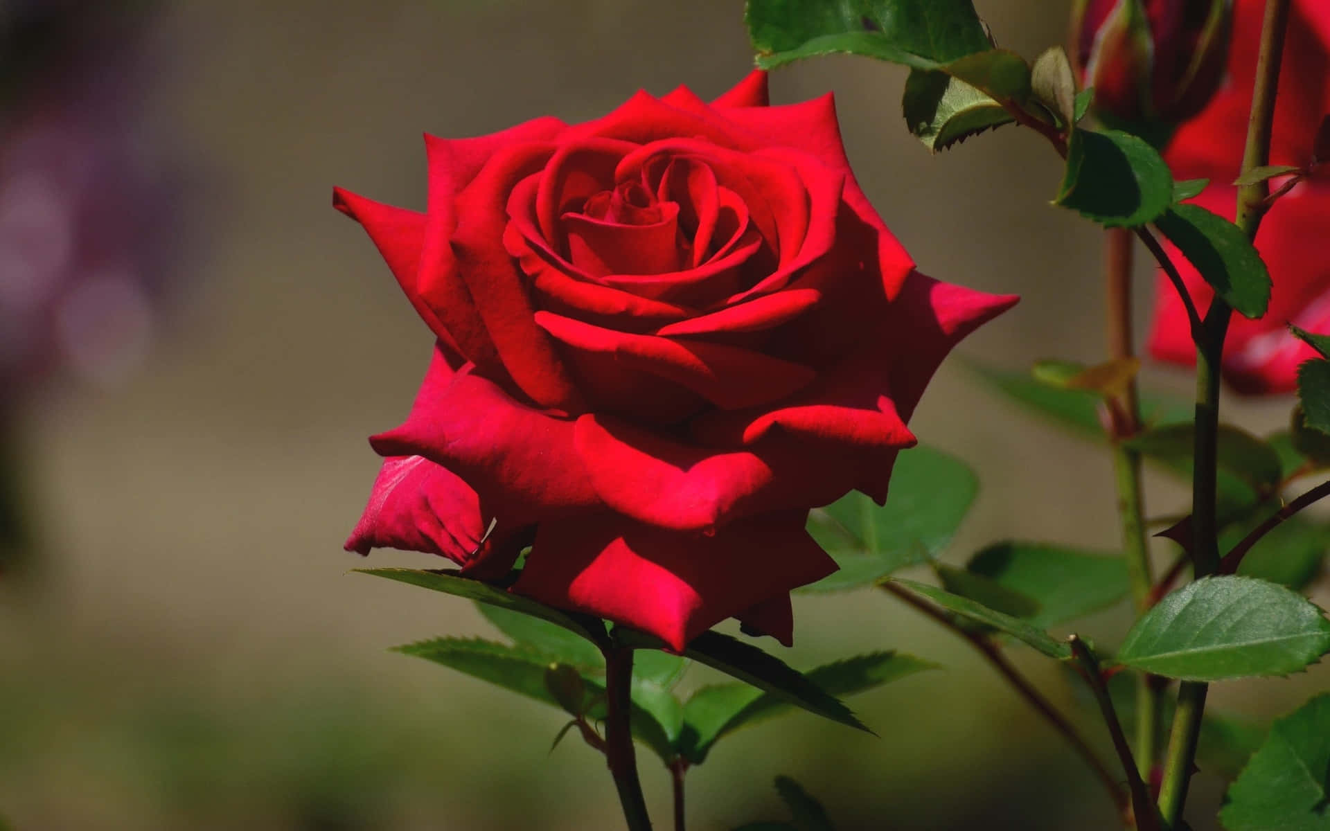 HD Rose Wallpaper