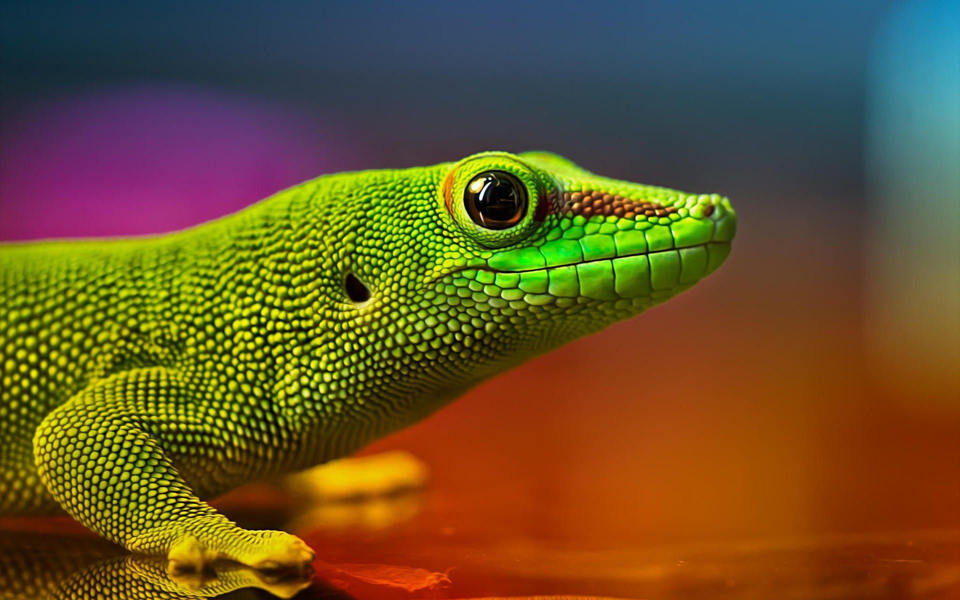 Close-up of a vibrant green gecko against a colorful background