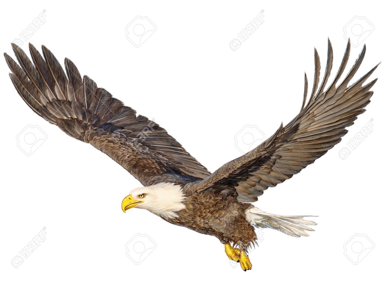 Bald Eagle Flying Hand Draw And Paint Color On White Background