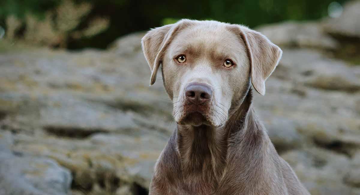 Silver Lab The Facts About Labrador Retrievers