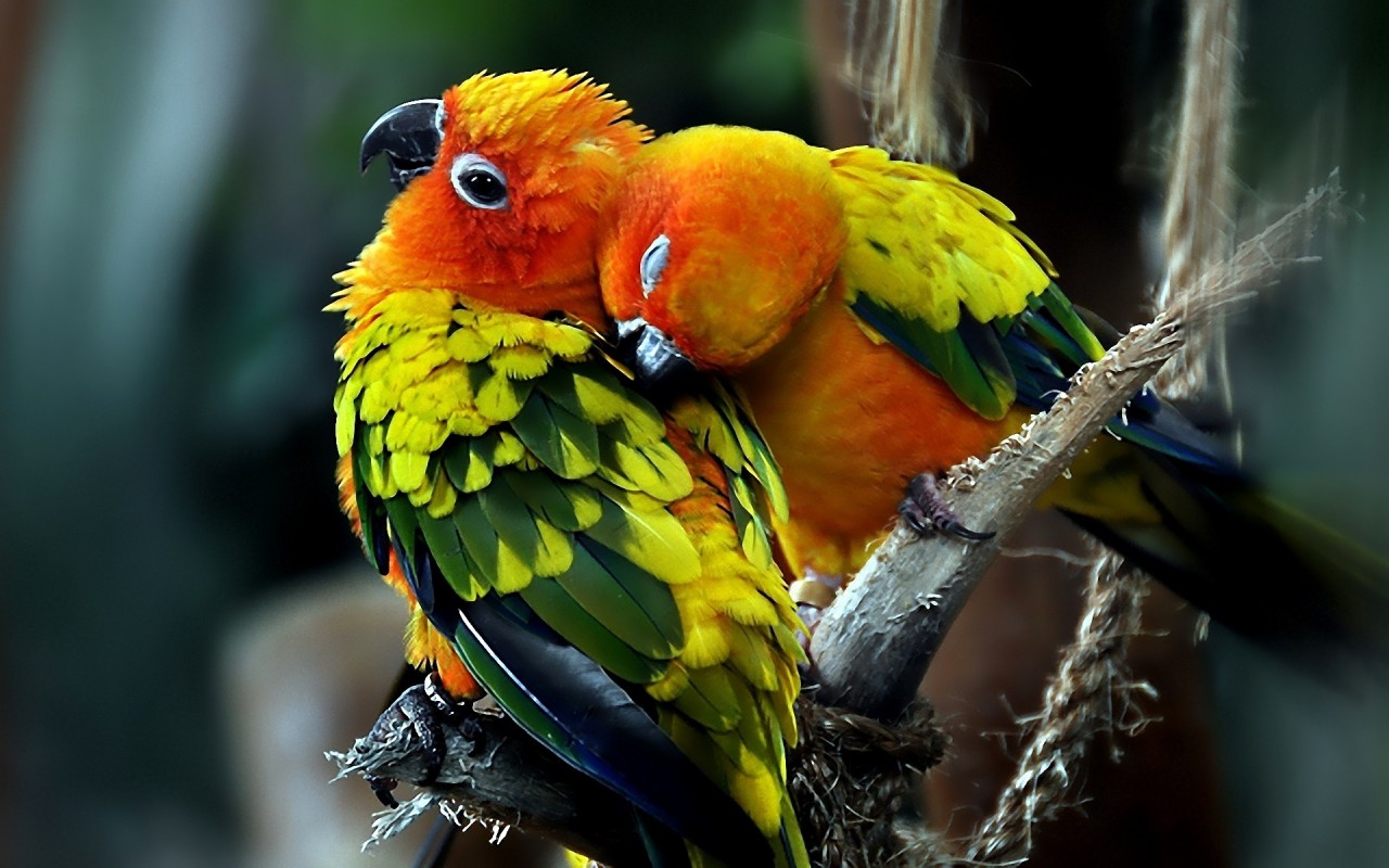 Parrots Couple HD Wallpaper Slwallpaper