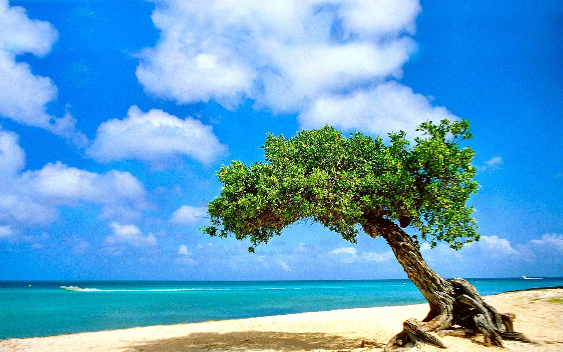 Aruba Wallpaper Beach Image Nature Tree World
